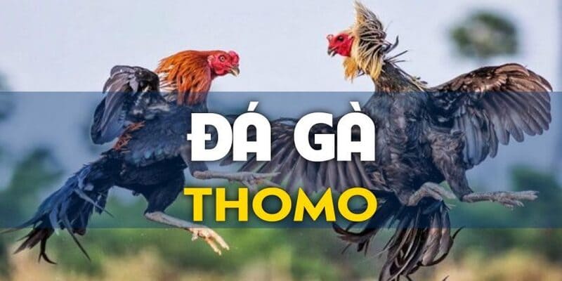 Đá gà thomo là loại hình mà bạn không nên bỏ qua