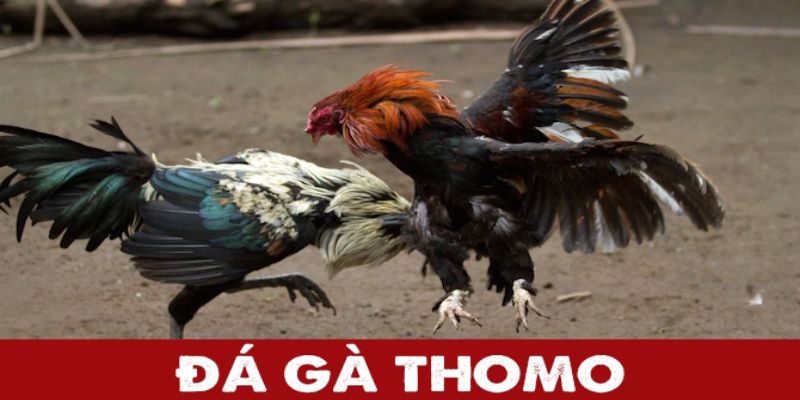 Đá gà Thomo - Kinh nghiệm đặt cược hiệu quả ở mọi trận đấu